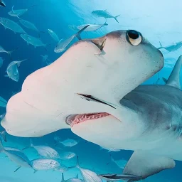 Значок The Hammerhead Shark